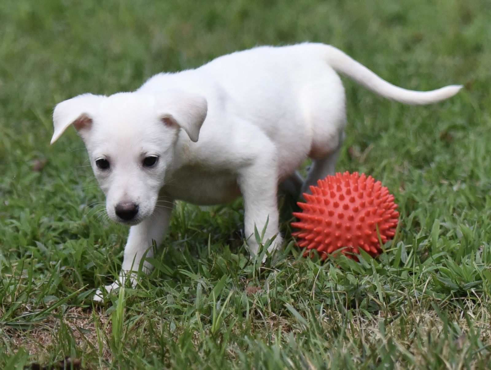 adoptable Dog in Mechanicsburg, PA named Petunia