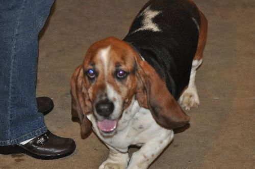 Waylon