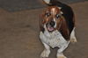 Waylon