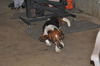 Waylon