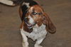 Waylon