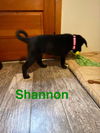 Shannon