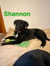 Shannon