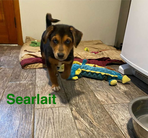 Searlait