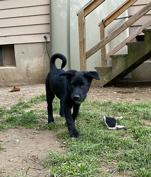 picture of the dog needing adoption
