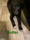 Sutter