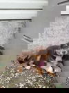 Petal