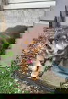 Petal