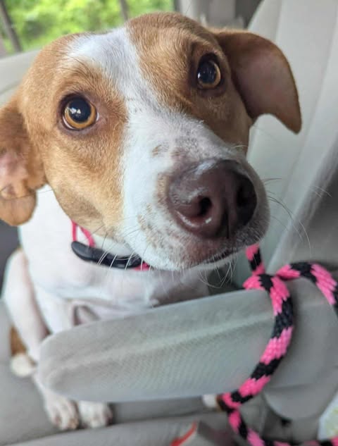 GERTIE