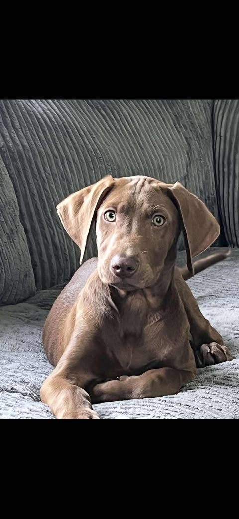 Gunnar