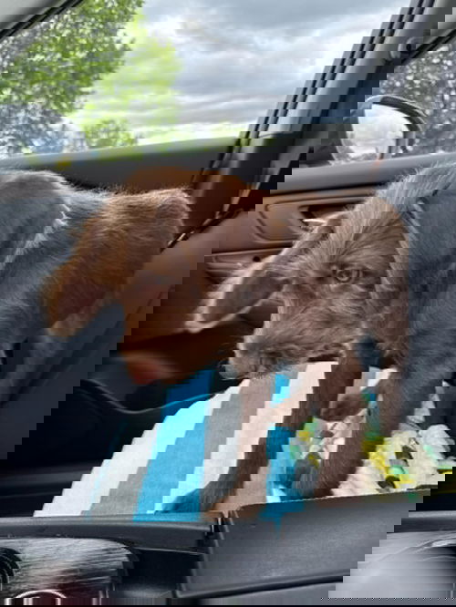 Griffin