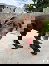 Gulliver