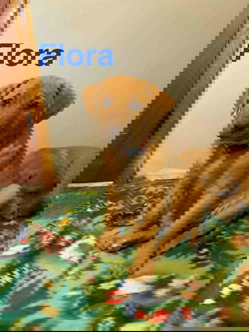 Flora