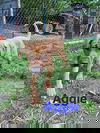 Aggie
