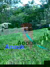 Anouk