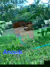 Anouk