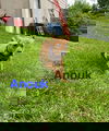 Anouk