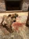 Bailey
