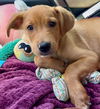 Bailey