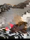 Karl