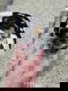 J Nougat