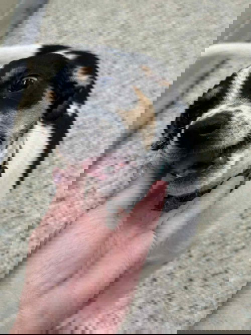 J Nougat