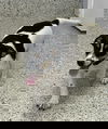 J Nougat