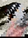J Nougat