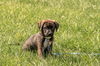 Arnie