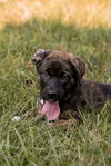 Arnie