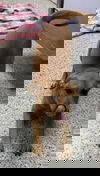 Briar