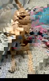 Brock