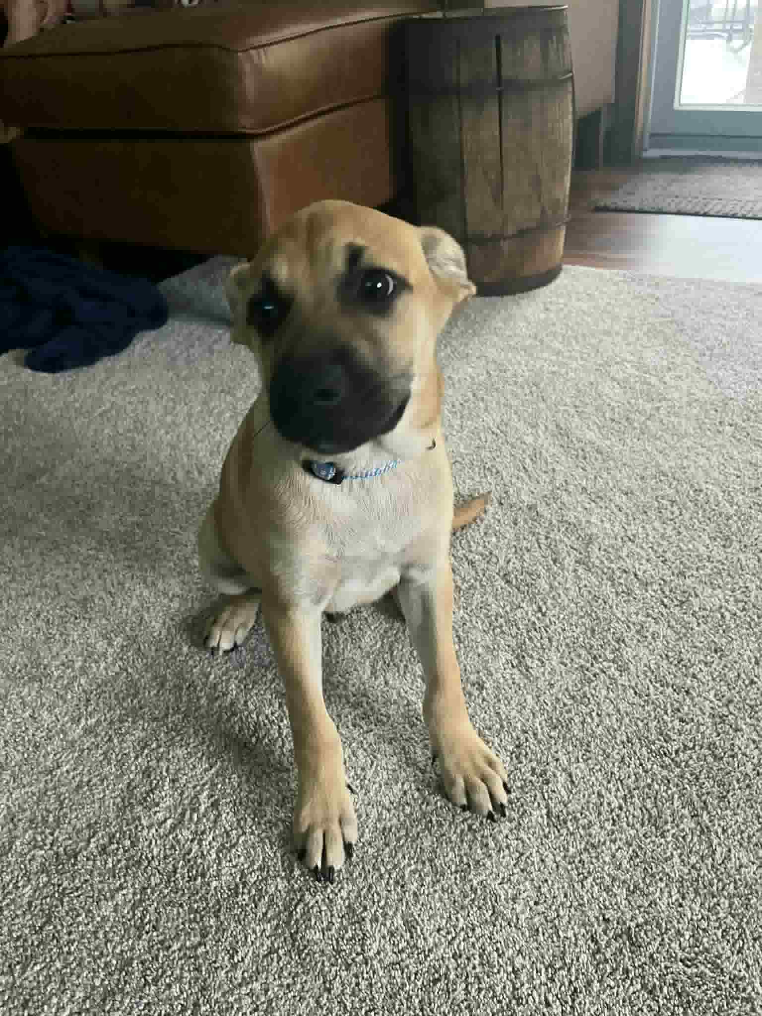 adoptable Dog in Mechanicsburg, PA named Brock