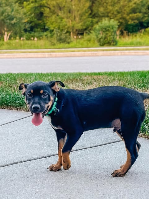 adoptable Dog in Mechanicsburg, PA named Brody