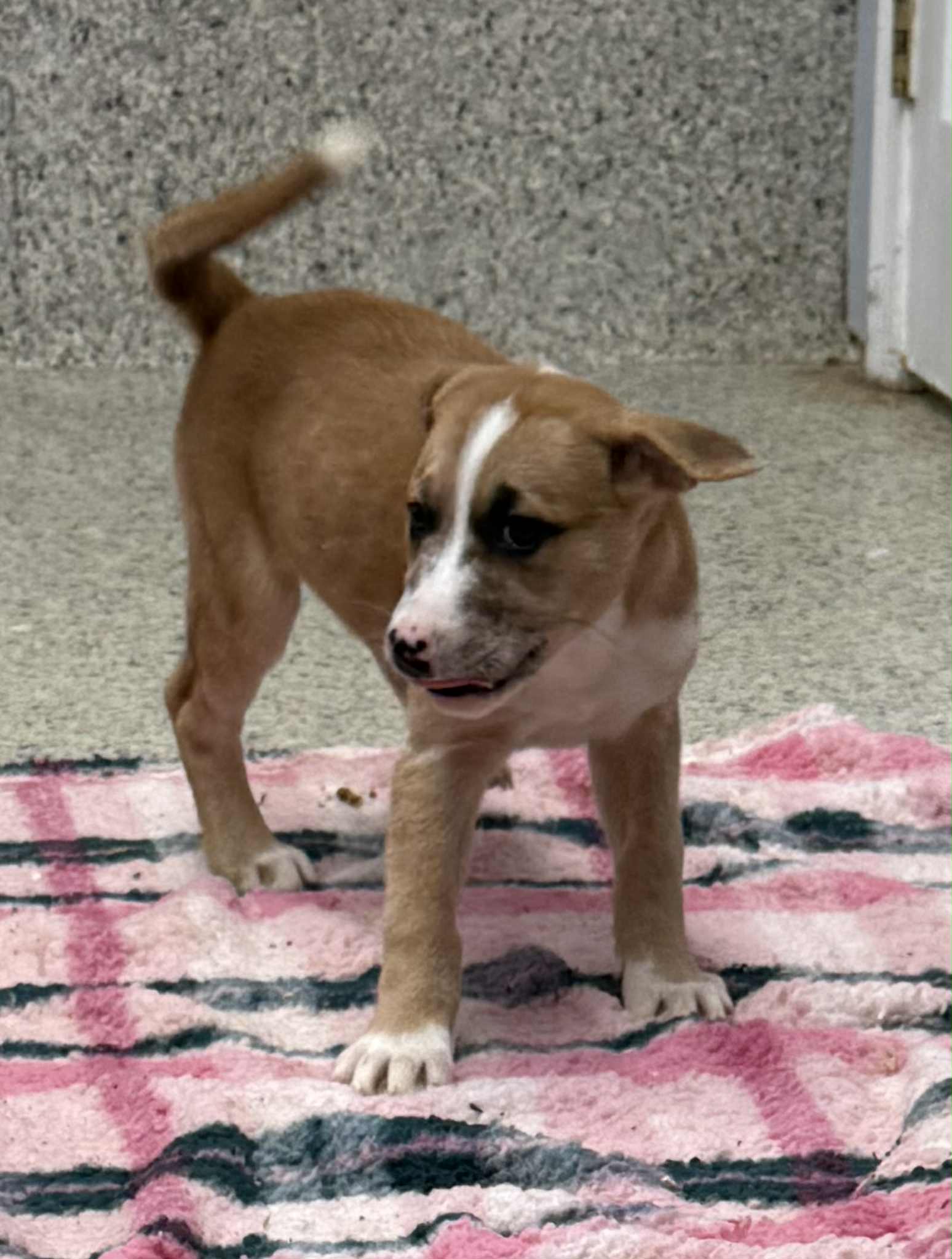 adoptable Dog in Mechanicsburg, PA named Gimma