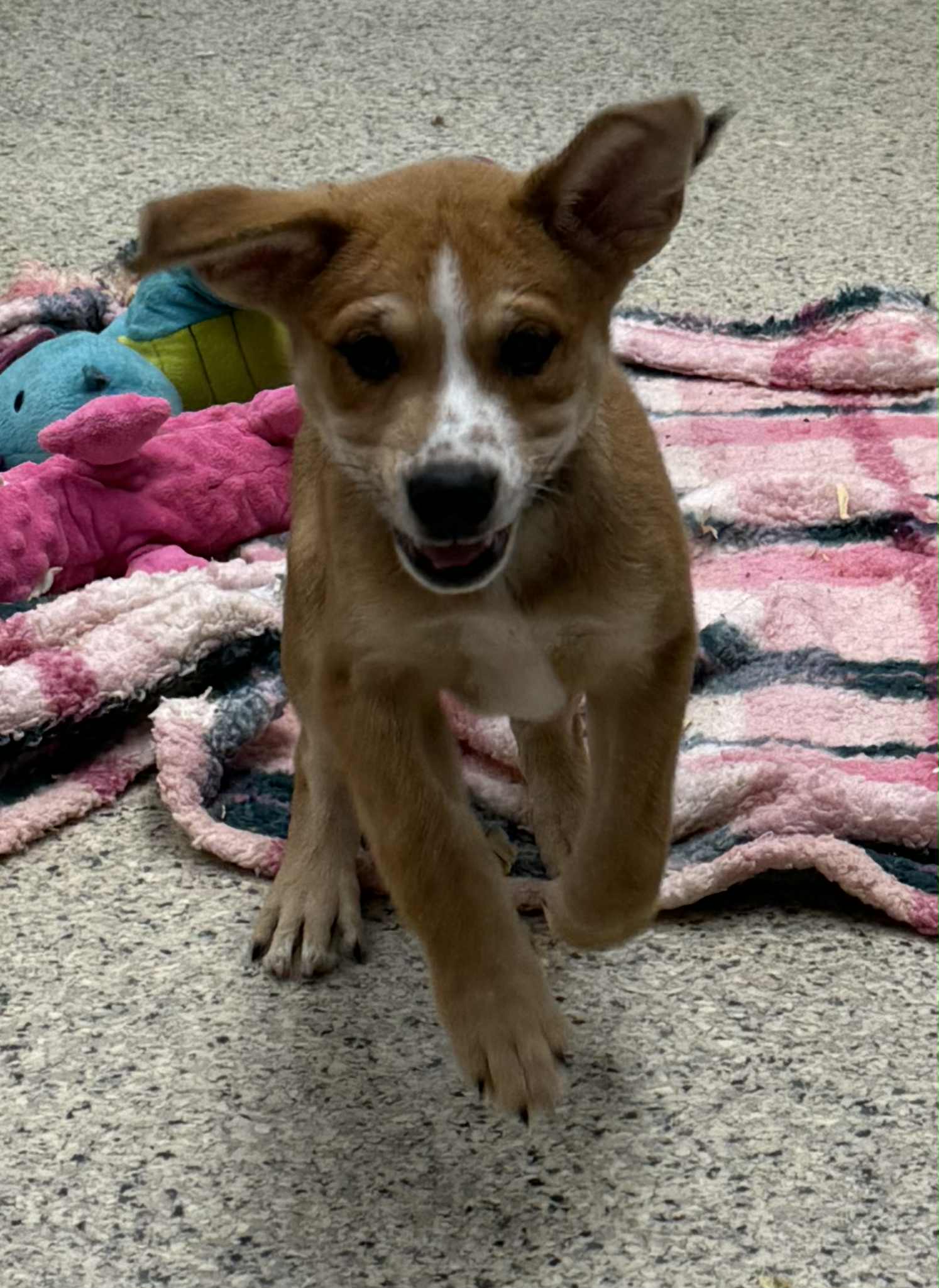 adoptable Dog in Mechanicsburg, PA named Garritt