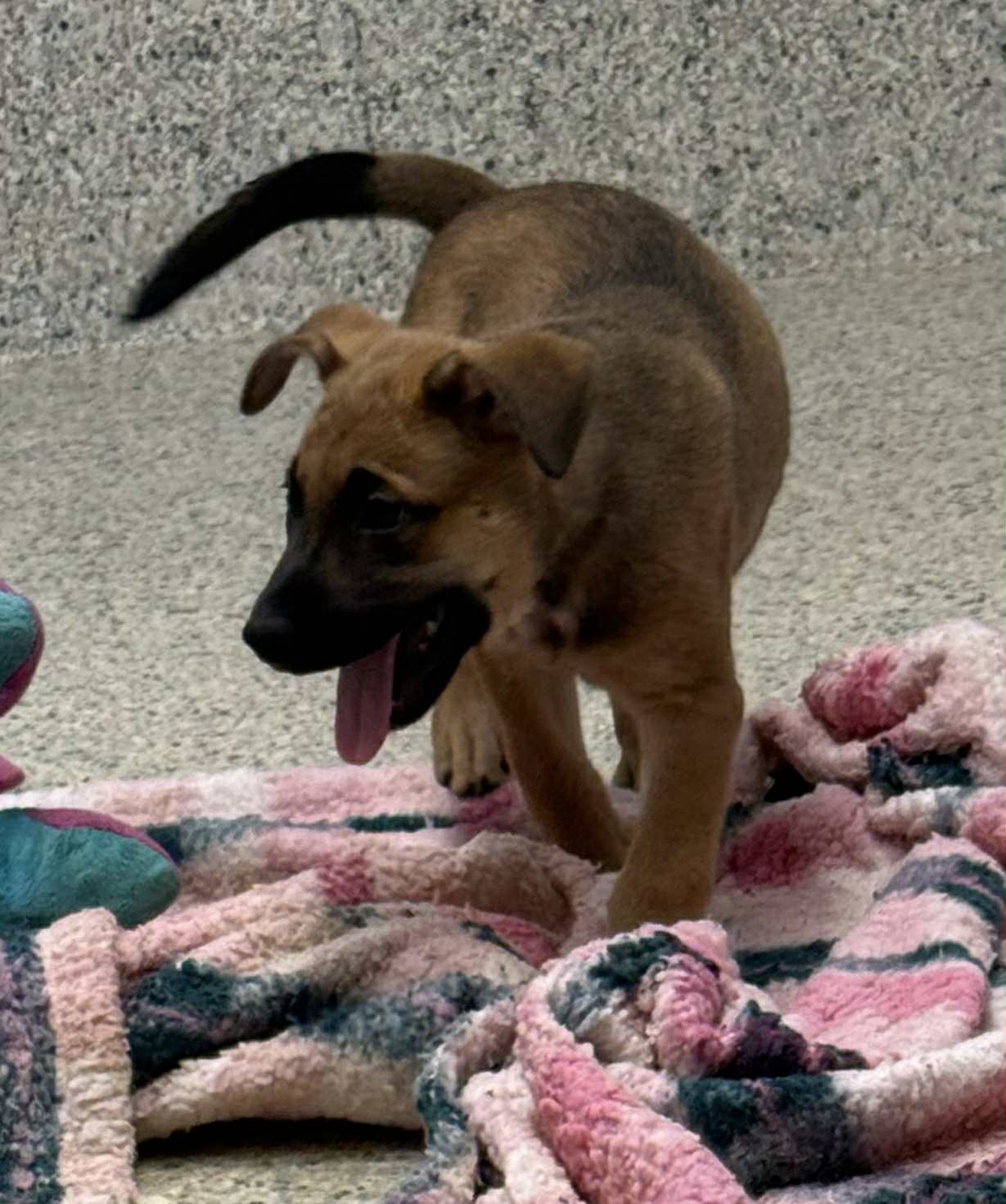 adoptable Dog in Mechanicsburg, PA named Graham