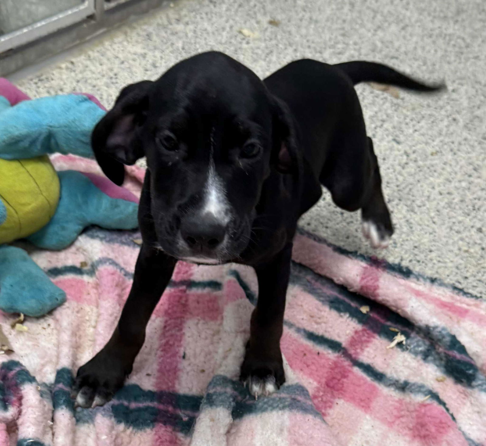adoptable Dog in Mechanicsburg, PA named Hannah
