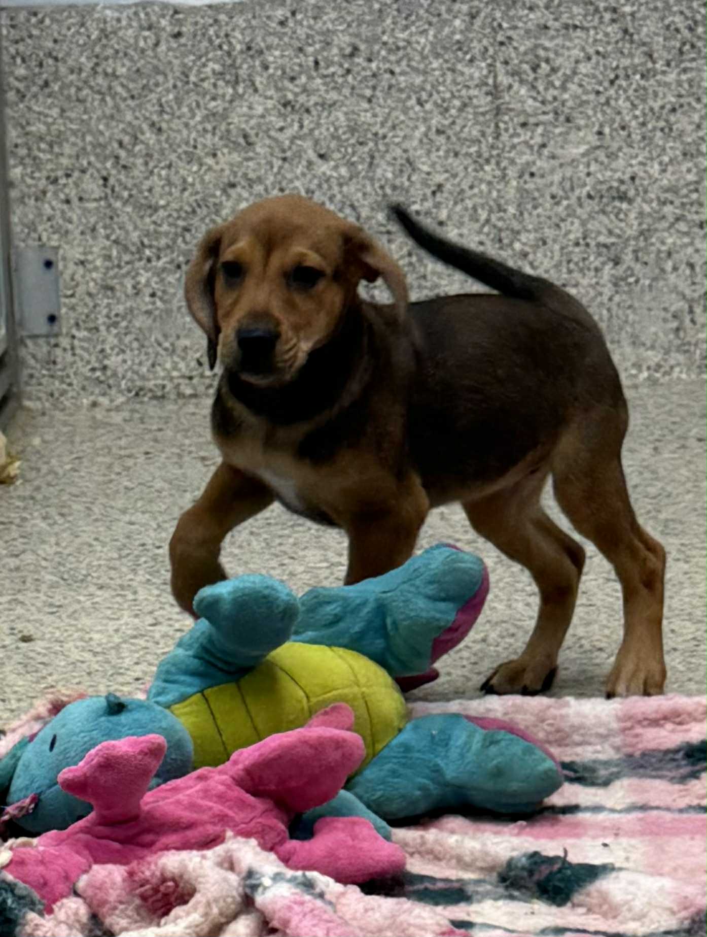 adoptable Dog in Mechanicsburg, PA named Harper