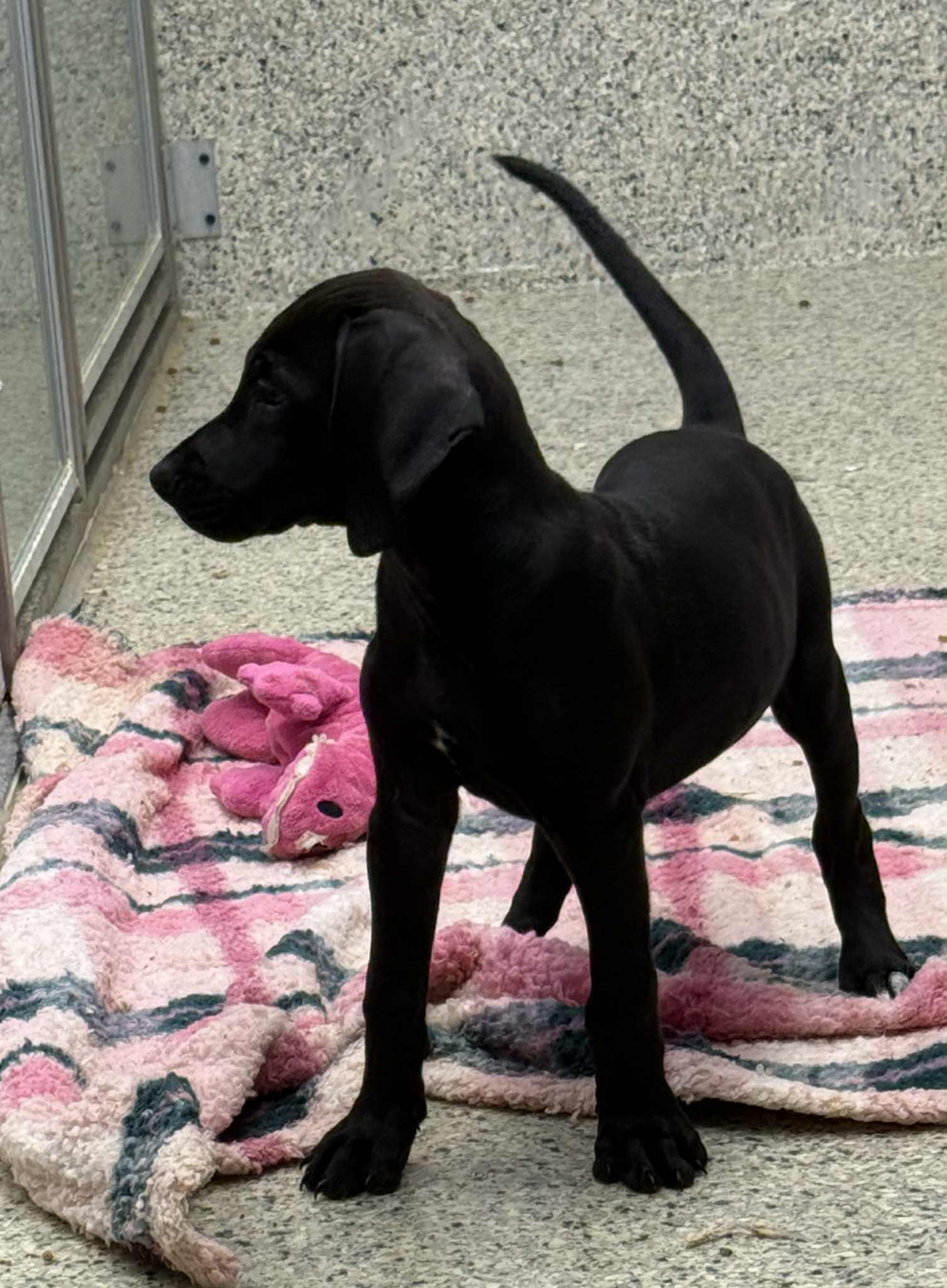 adoptable Dog in Mechanicsburg, PA named Henrietta