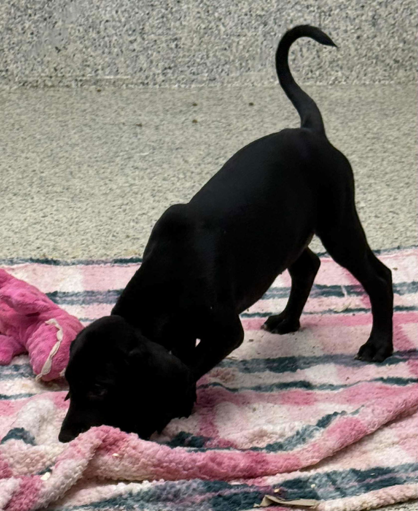 adoptable Dog in Mechanicsburg, PA named Holly