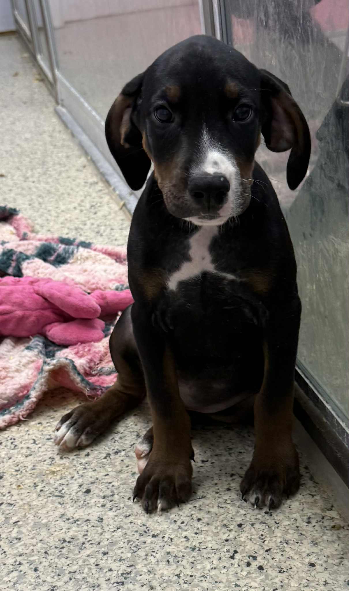 adoptable Dog in Mechanicsburg, PA named Hancock