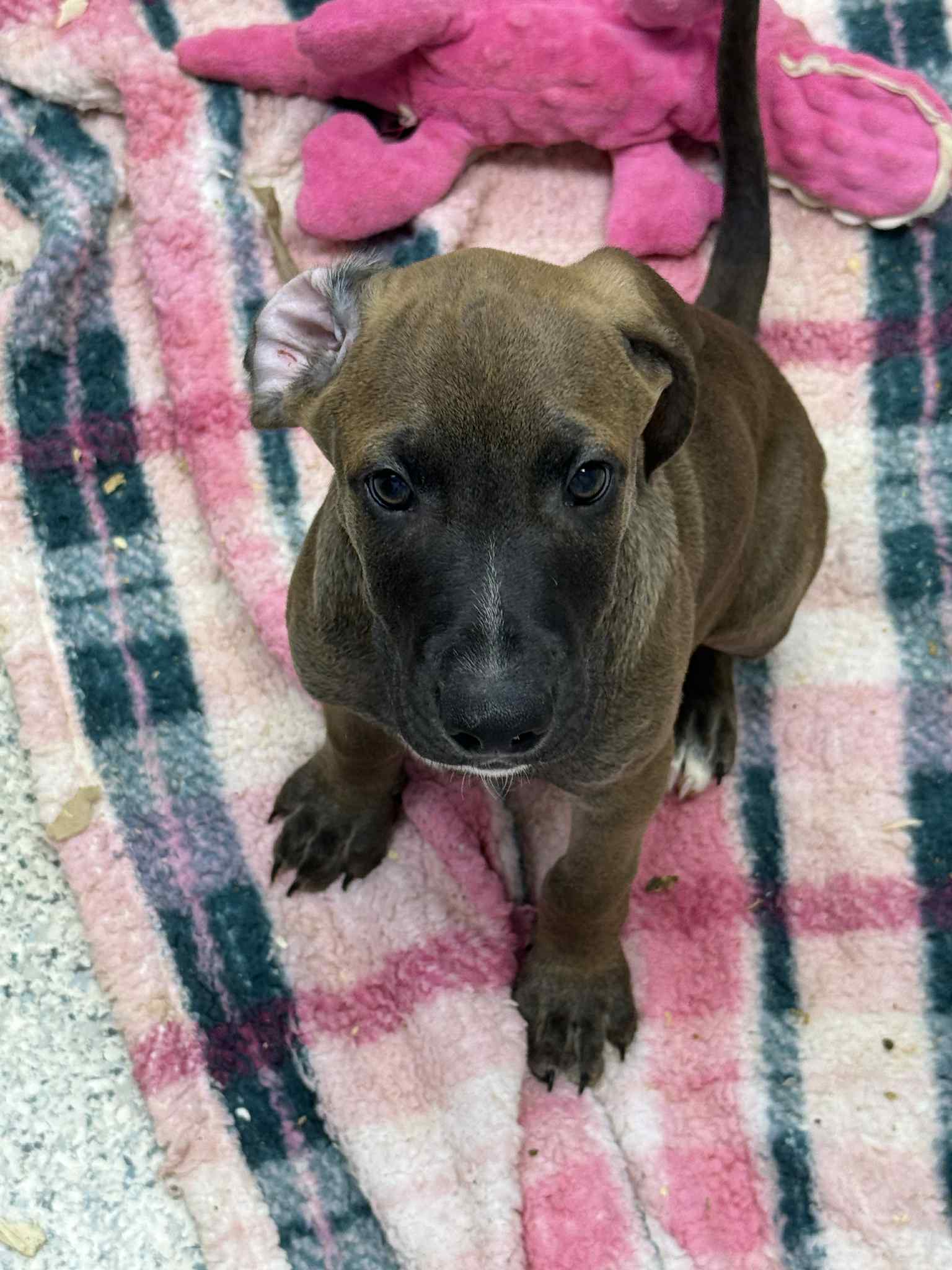 adoptable Dog in Mechanicsburg, PA named Herbie
