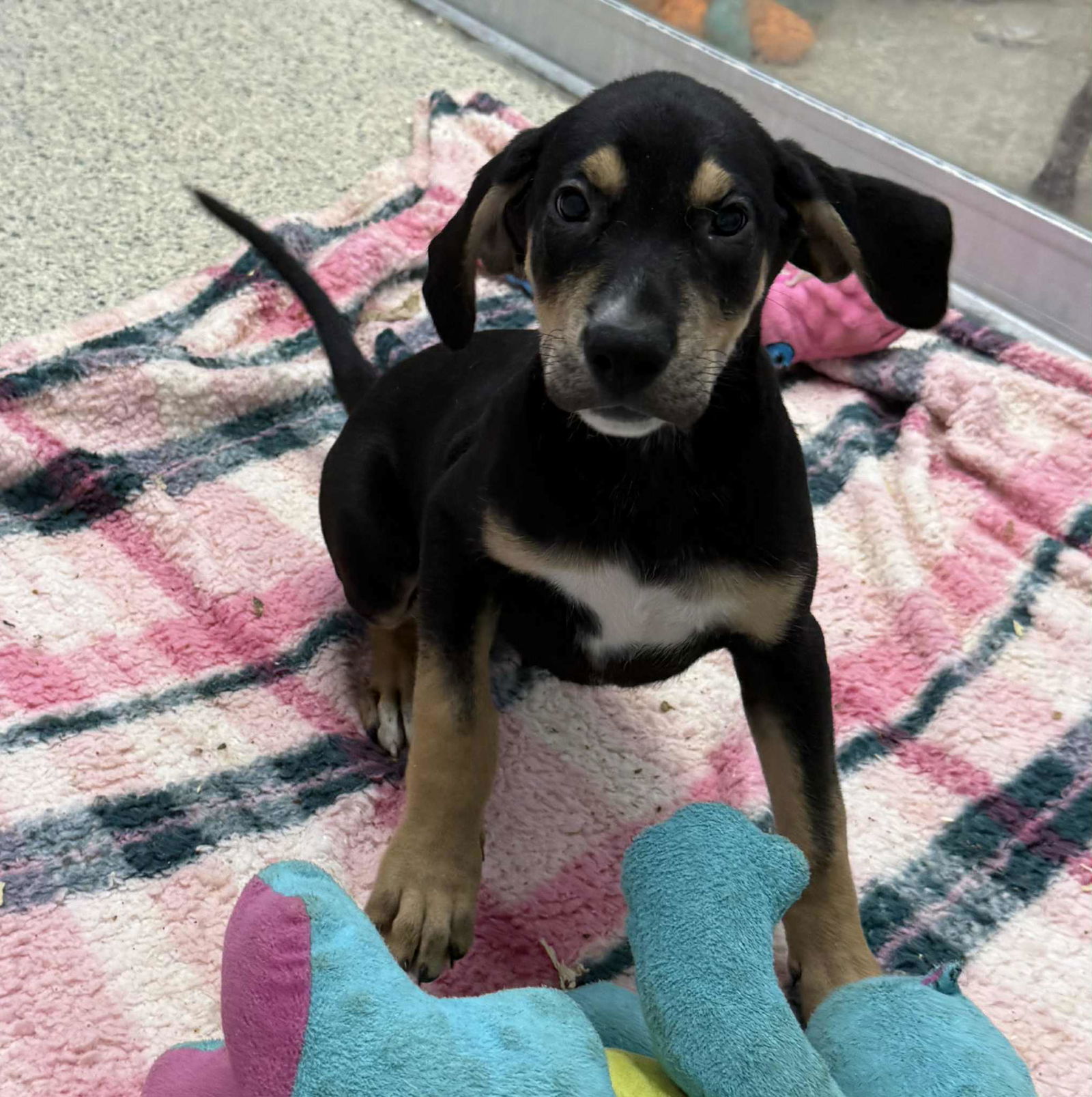 adoptable Dog in Mechanicsburg, PA named Hugo