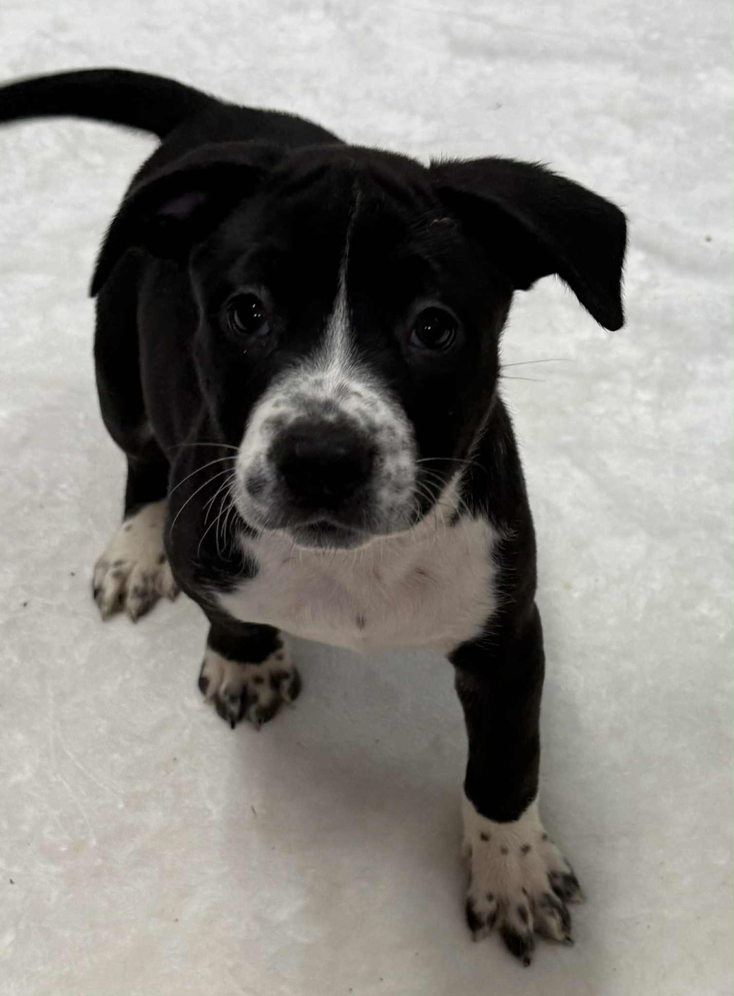 adoptable Dog in Mechanicsburg, PA named Dallas