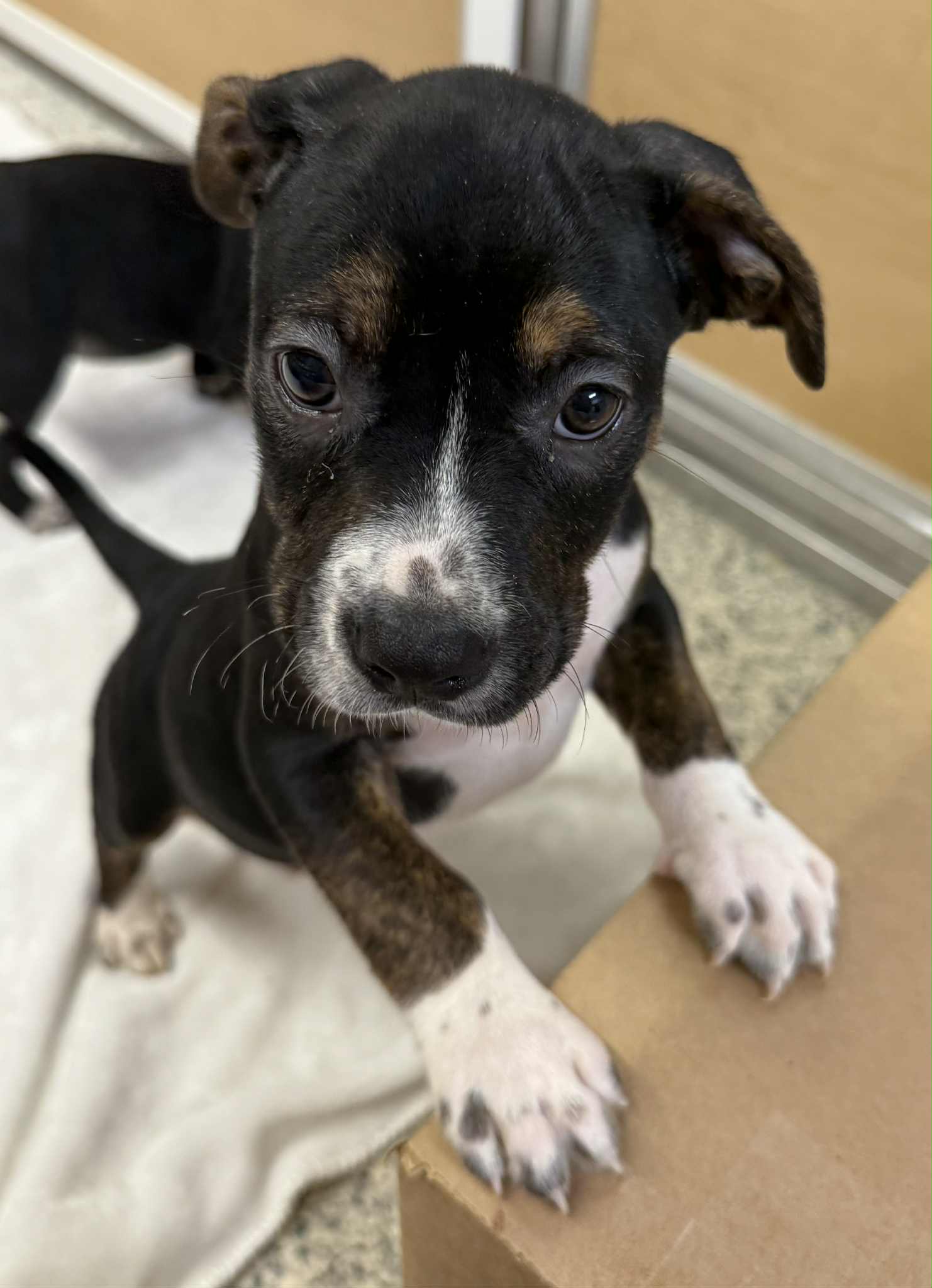 adoptable Dog in Mechanicsburg, PA named Darryle