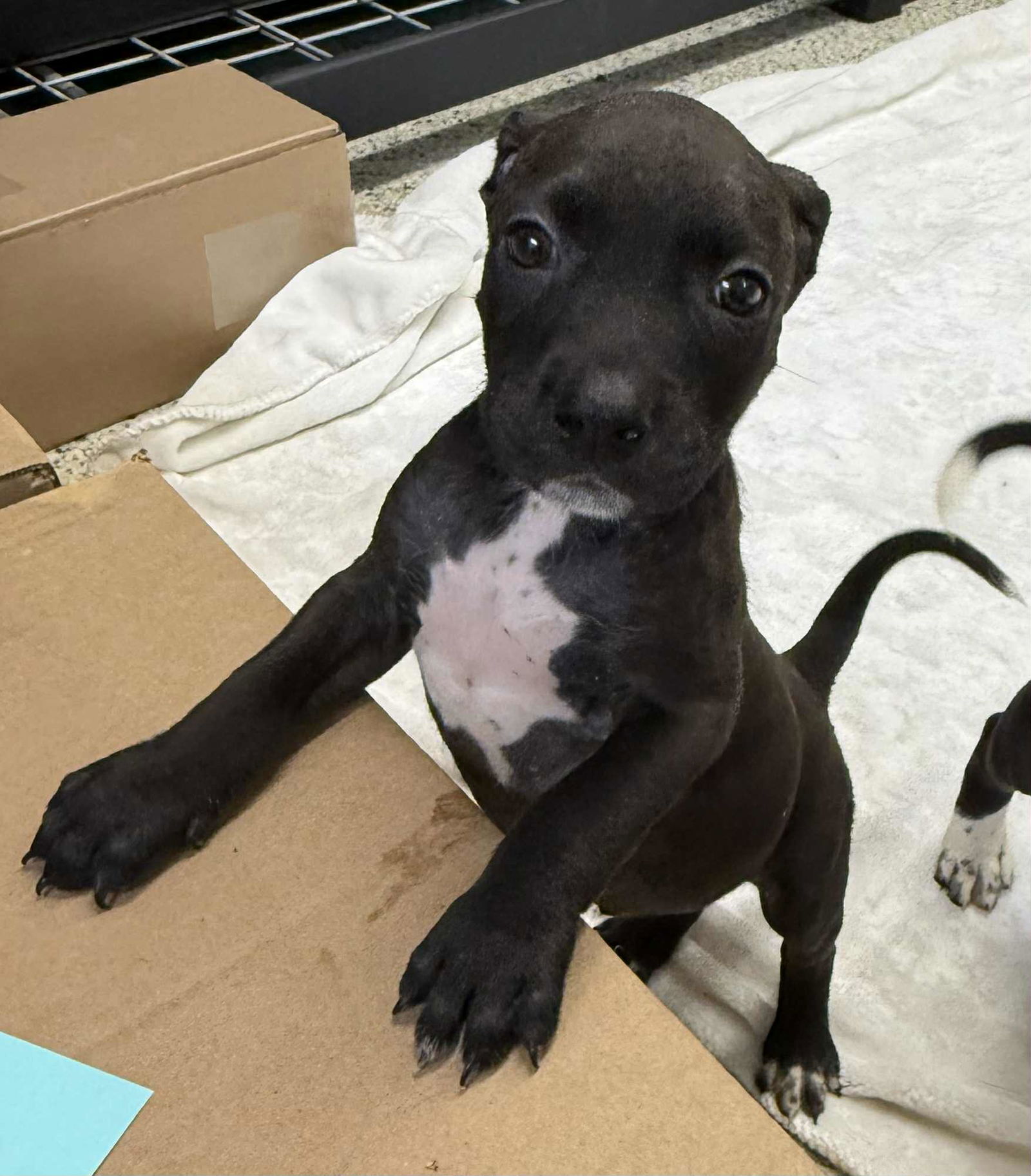 adoptable Dog in Mechanicsburg, PA named Dax