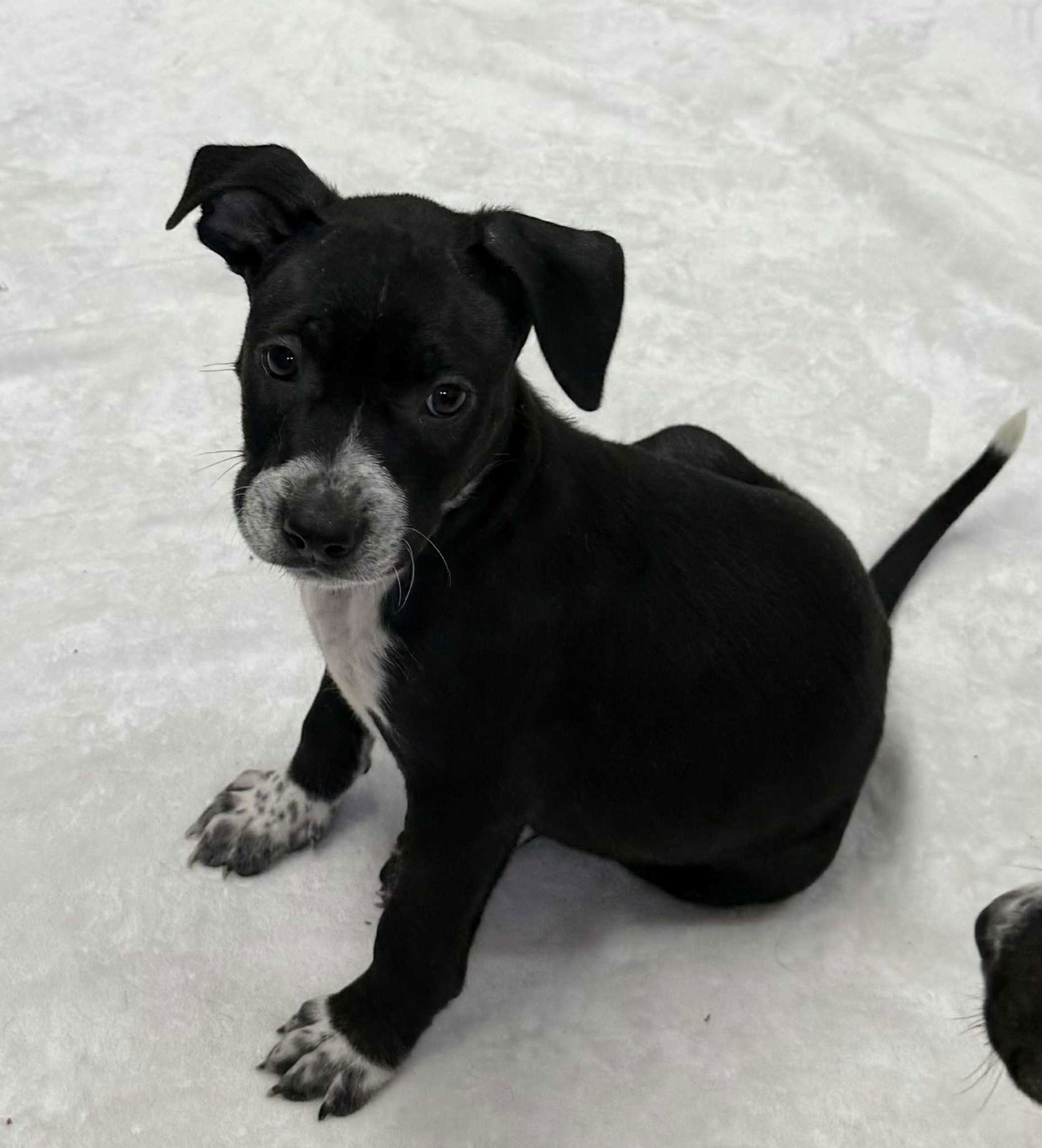 adoptable Dog in Mechanicsburg, PA named Denver