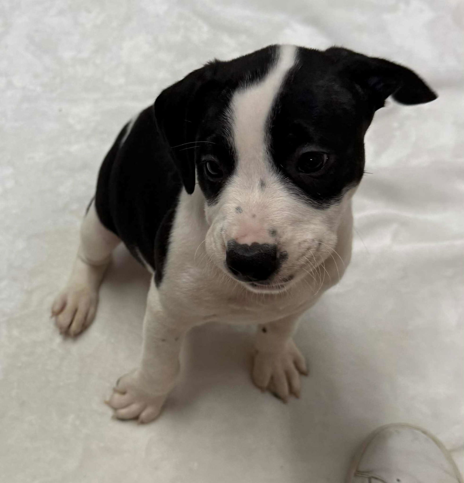 adoptable Dog in Mechanicsburg, PA named Dexter