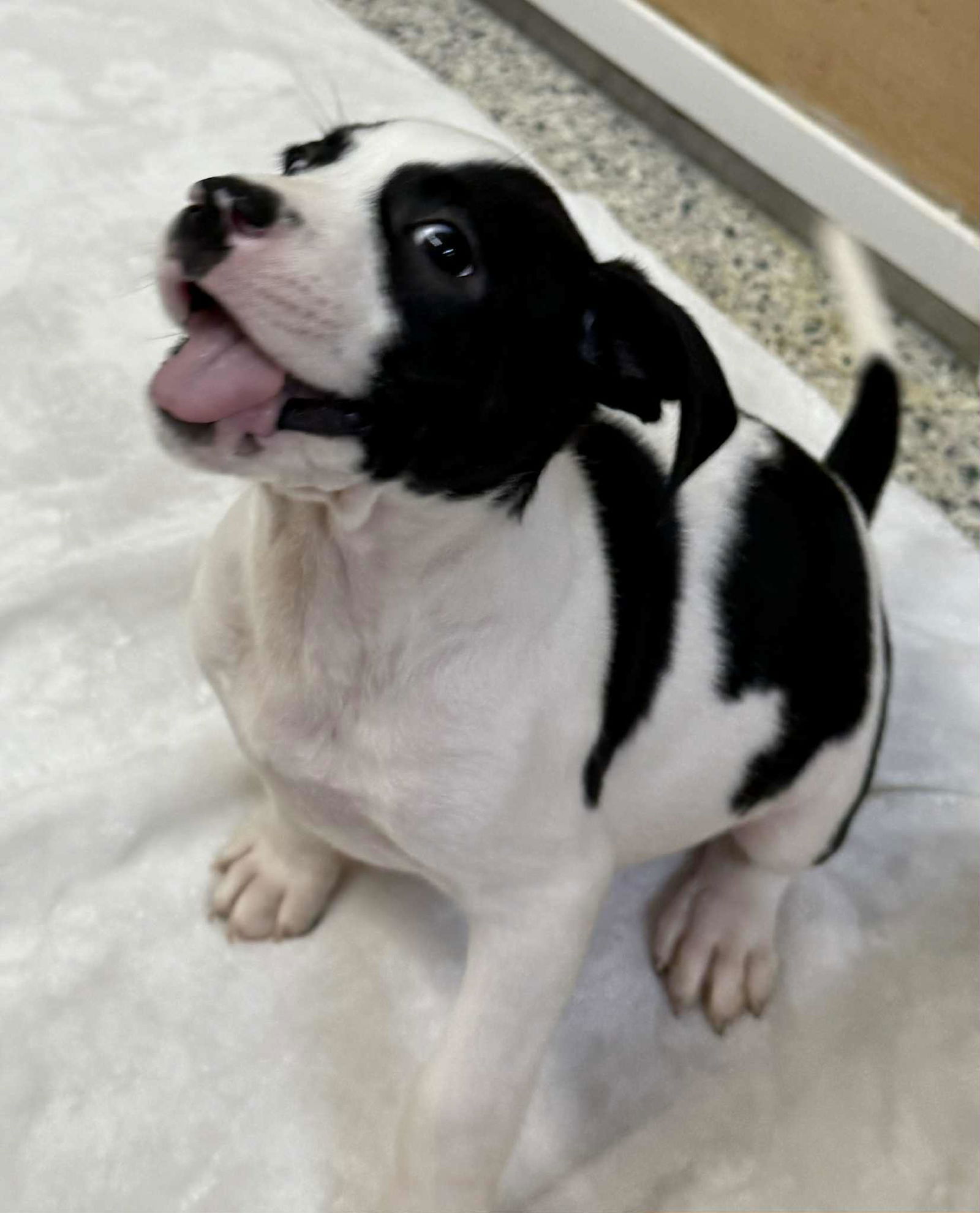 adoptable Dog in Mechanicsburg, PA named Diego